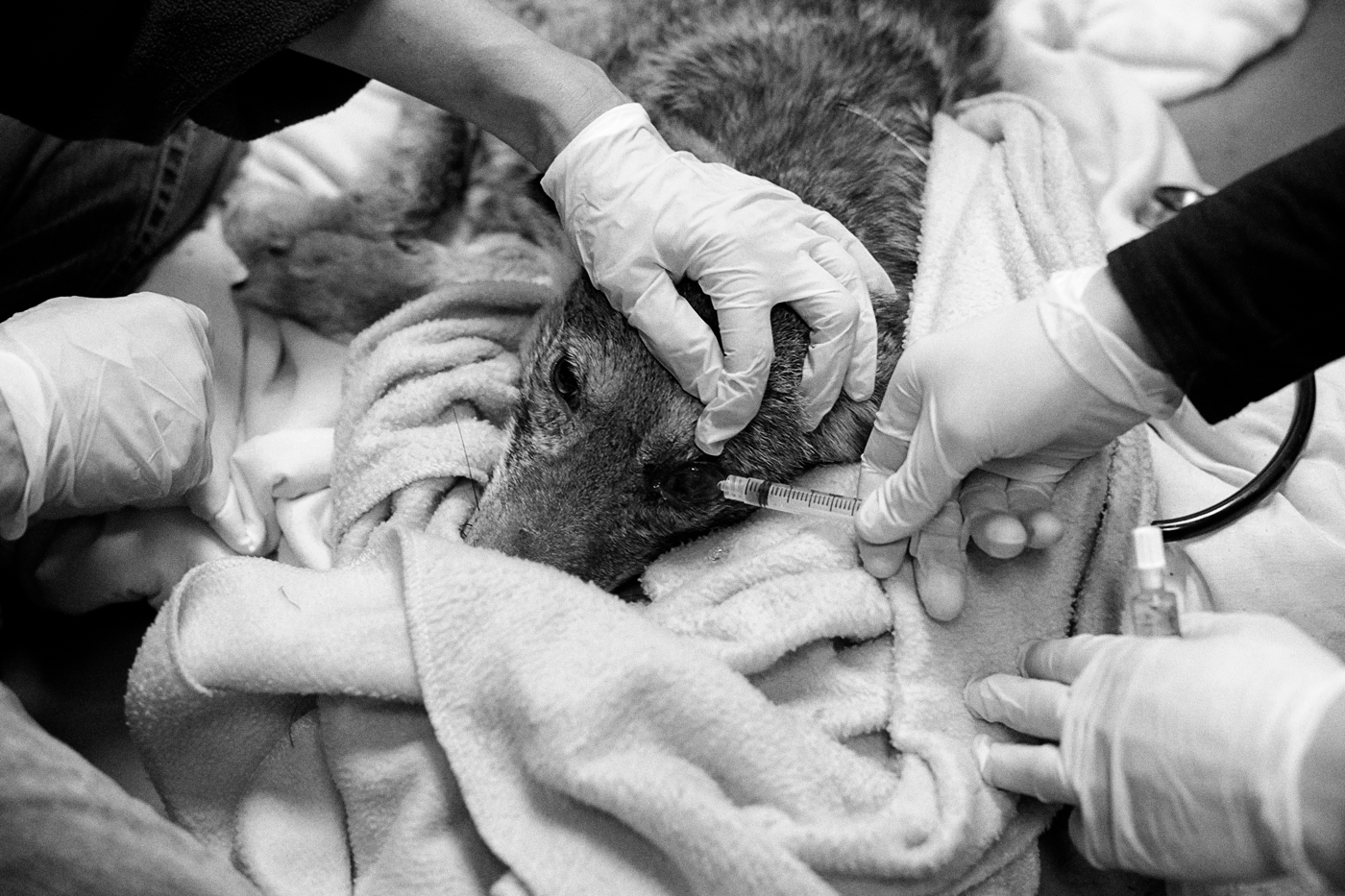 Hands administer eyedrops to a coyote in care at the Toronto Wildlife Centre
