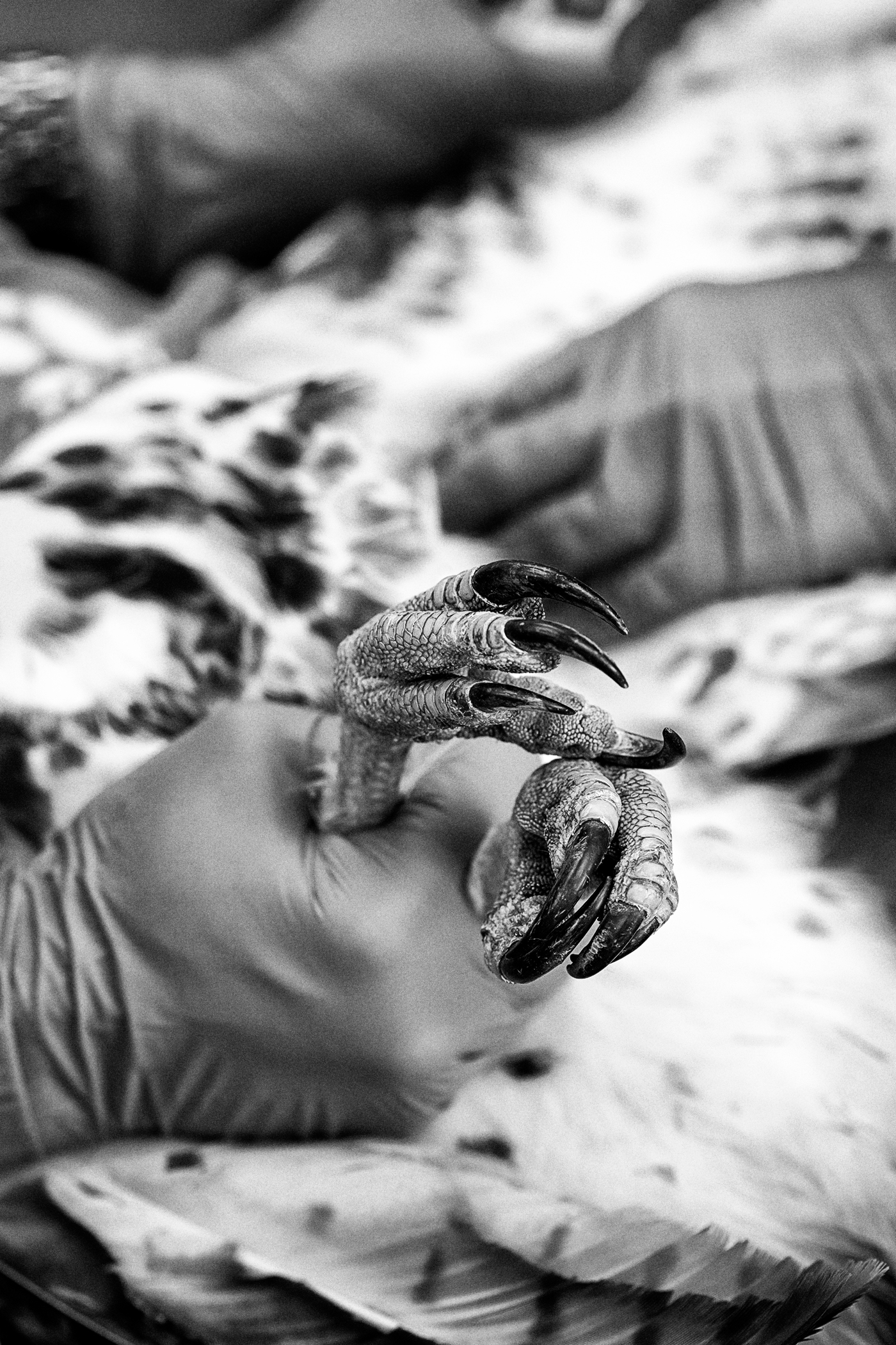 Hands hold the talons of raptor at the Toronto Wildlife Centre