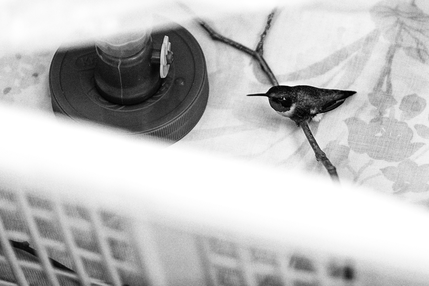 A humming bird in a crate.
