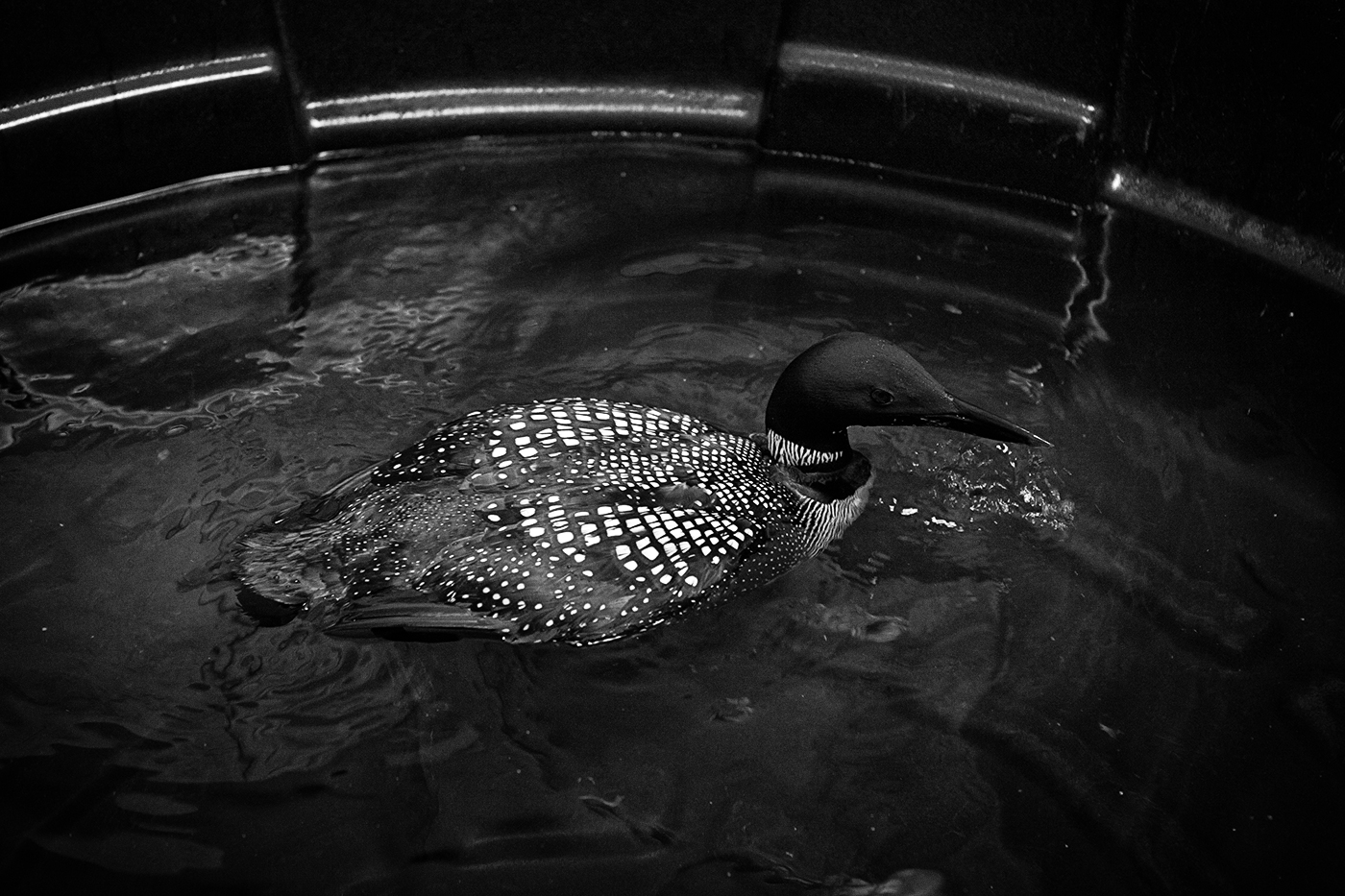A loon in a pool at the Toronto Wildlife Centre