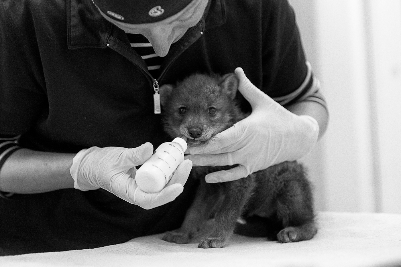 A woman feeds a coyote puppy at the Toronto Wildlife Centre