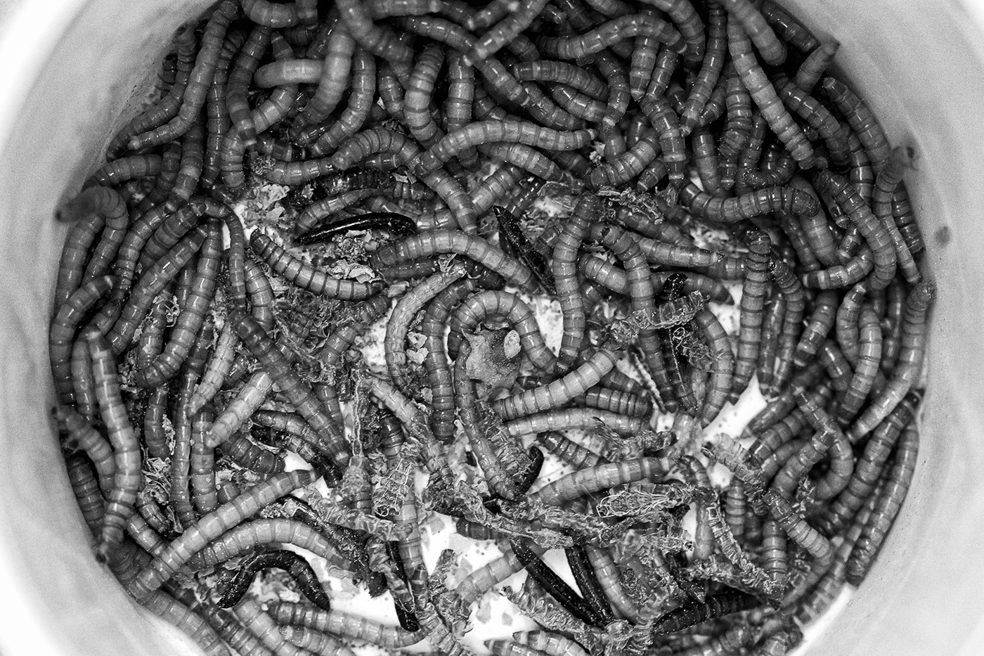 Worms in a bowl