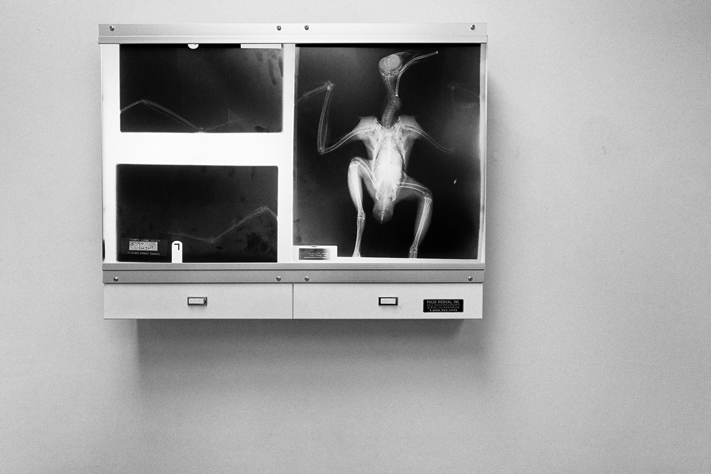 An x-ray of a bird mounted on a lightbox on a wall at the Toronto Wildlife Centre