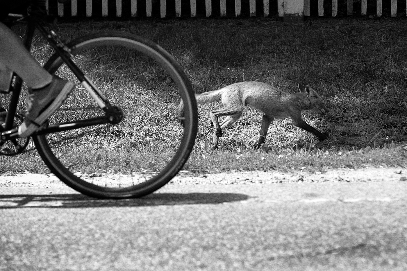 A fox runs in the opposite direction of a cyclist by the side of a road.