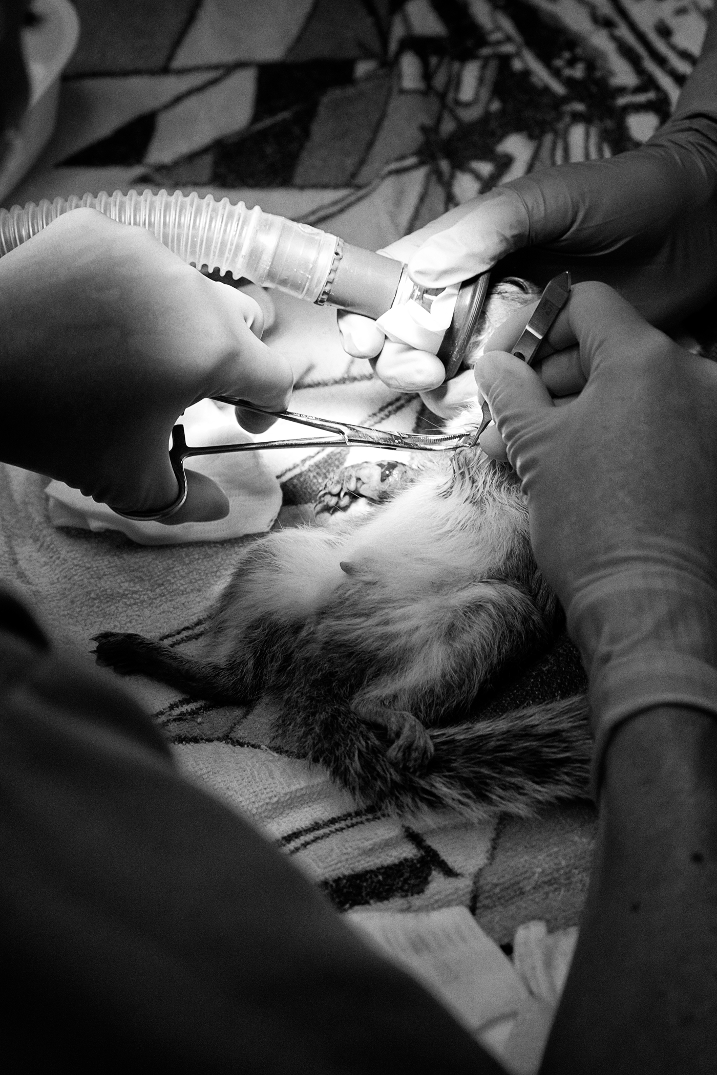 Squirrel in surgery A Canada Goose in an oxygen mask at the Toronto Wildlife Centre