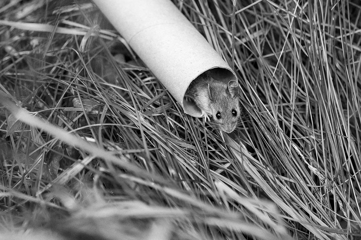 A field mouse in a cardboard tube.