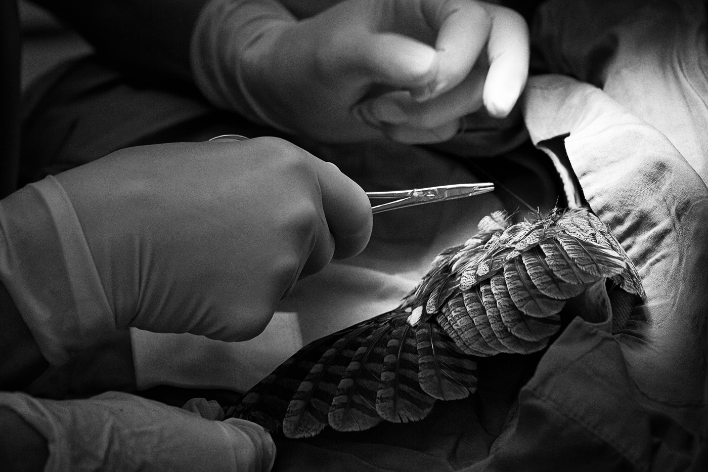 Hands operating on a bird wing at the Toronto Wildlife Centre