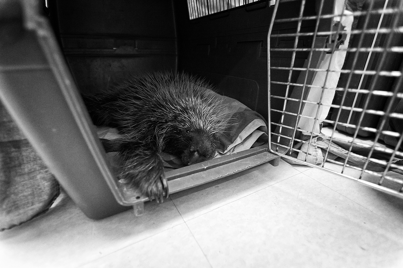 Porcupine in a crate at the Toronto Wildlife Centre