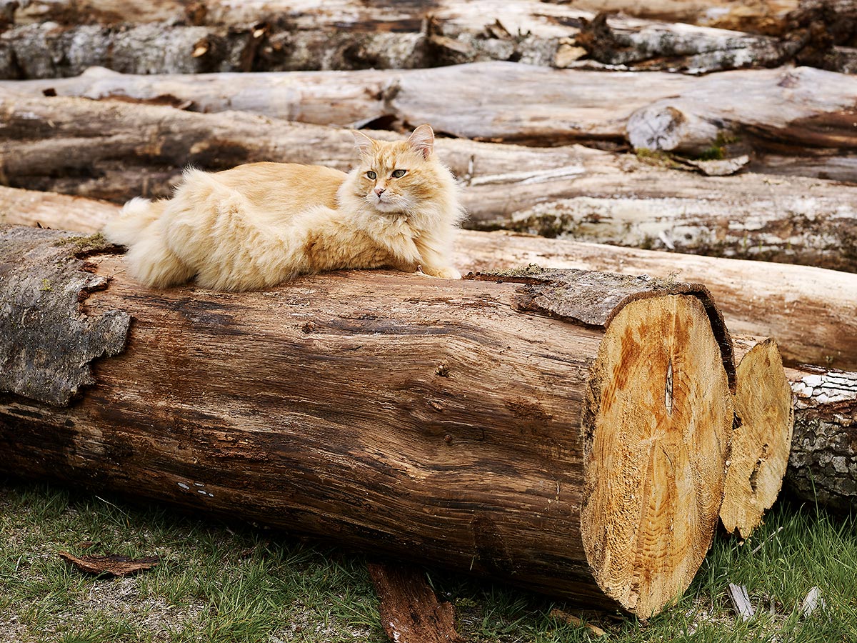 Betty Carlson's cat in Sointula, British Columbia