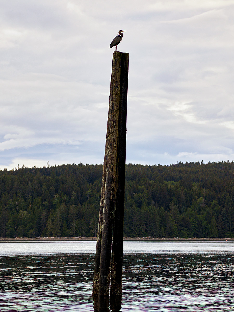 Heron on a pier, Net loft, Sointula, British Columbia.