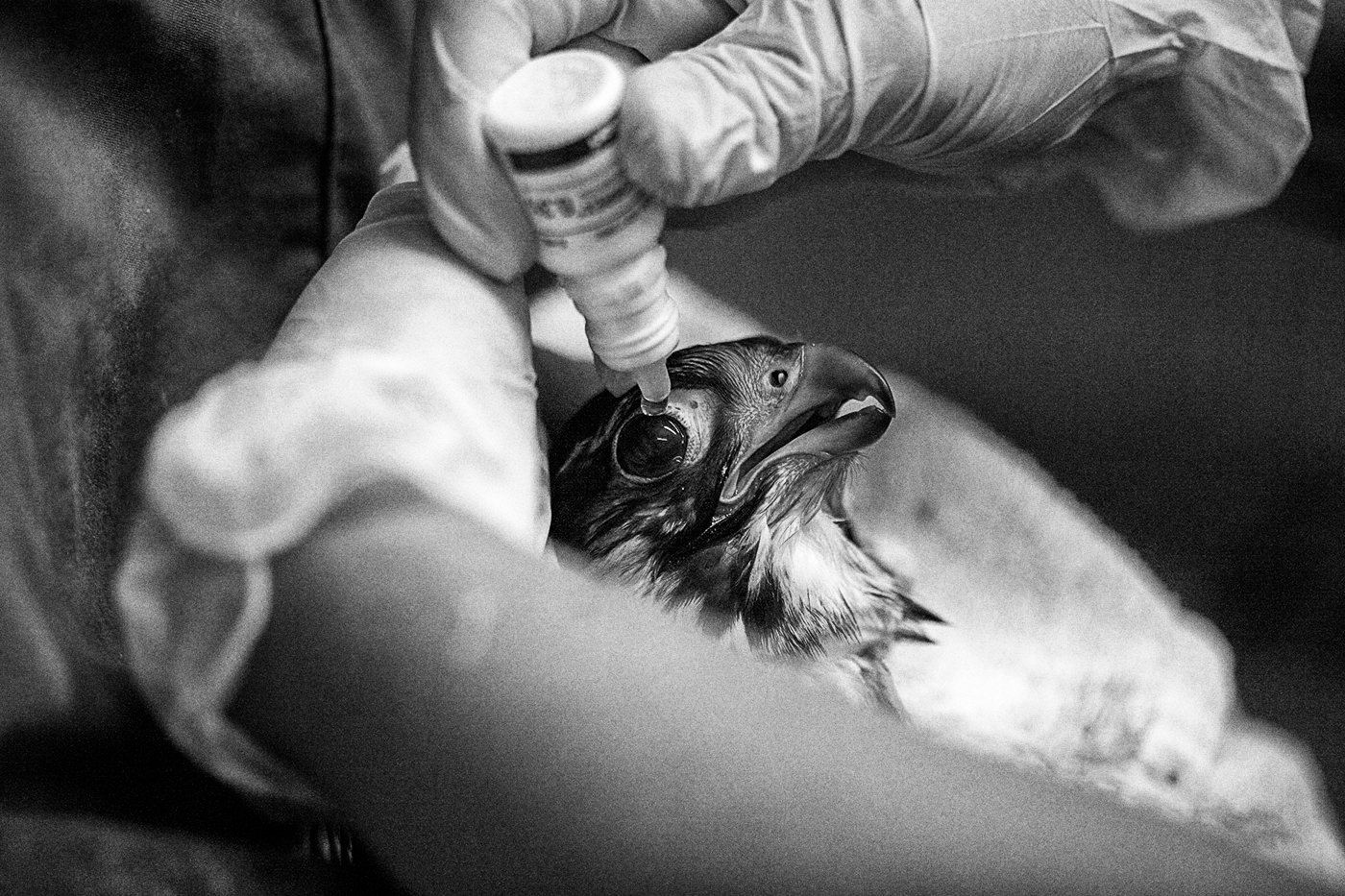 Hands administer eyedrops to a falcon at the Toronto Wildlife Centre