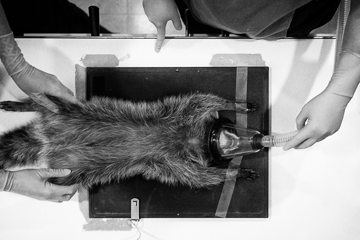 A raccoon on an x-ray stand at the Toronto Wildlife Centre