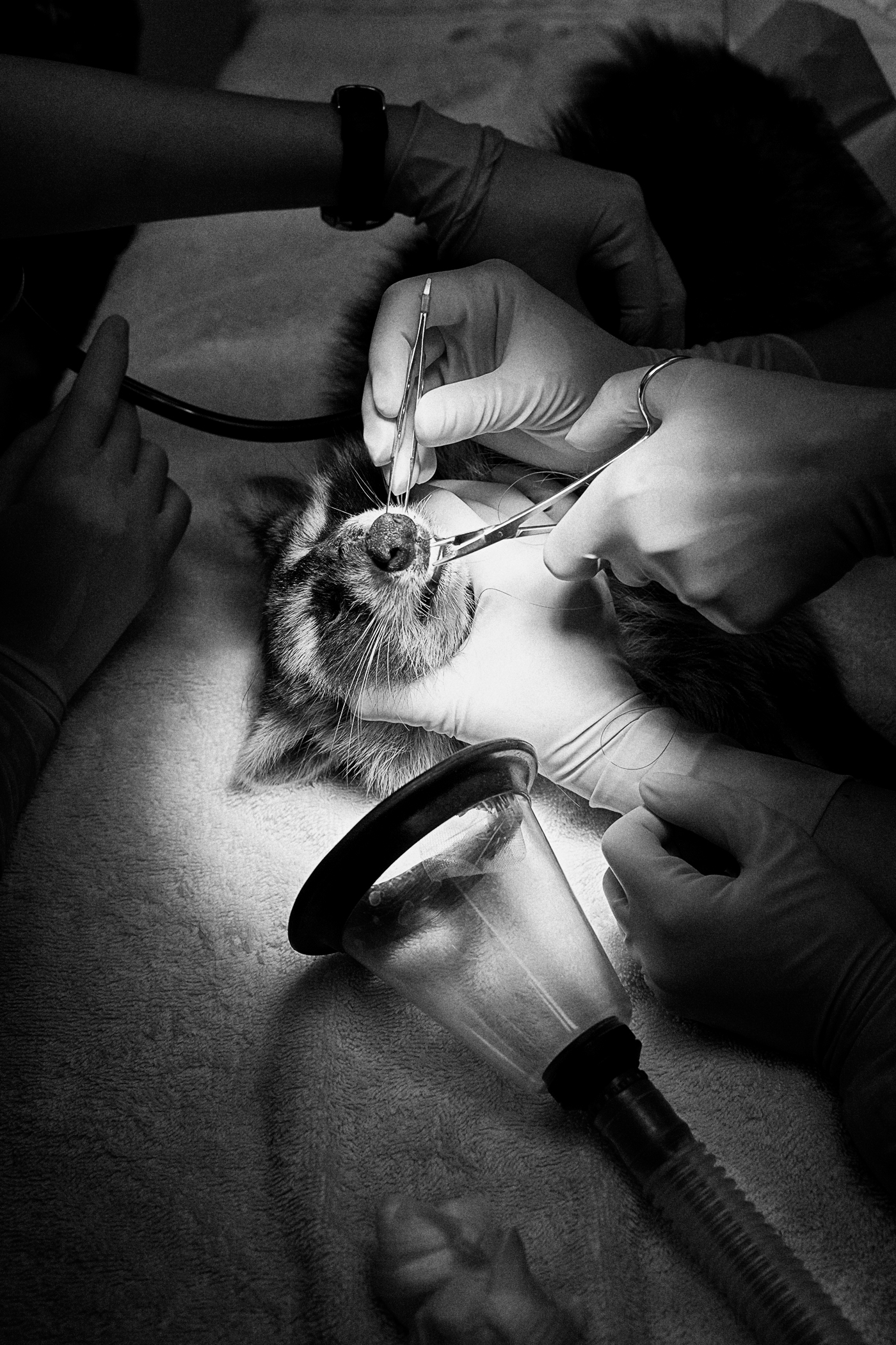 A raccoon in surgery at the Toronto Wildlife Centre