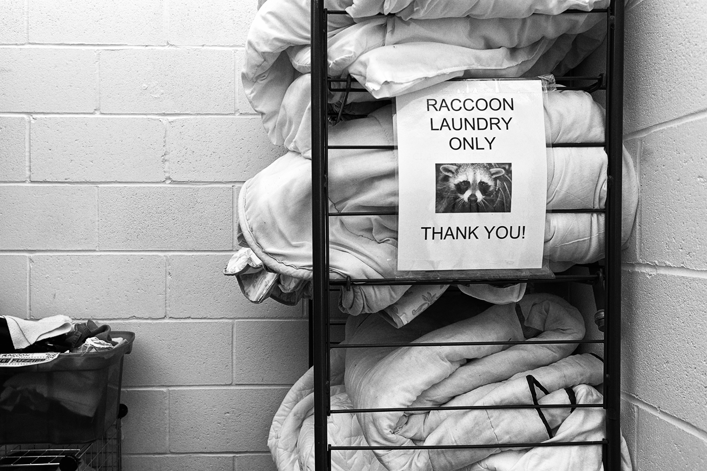 A shelf of blankets with a sign reading "Raccoon Laundry Only Thank You" at the Toronto Wildlife Centre