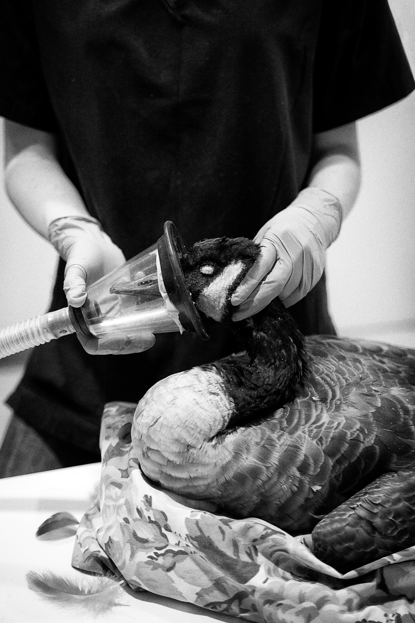 A woman holds an oxygen mask to a Canada Goose at the Toronto Wildlife Centre