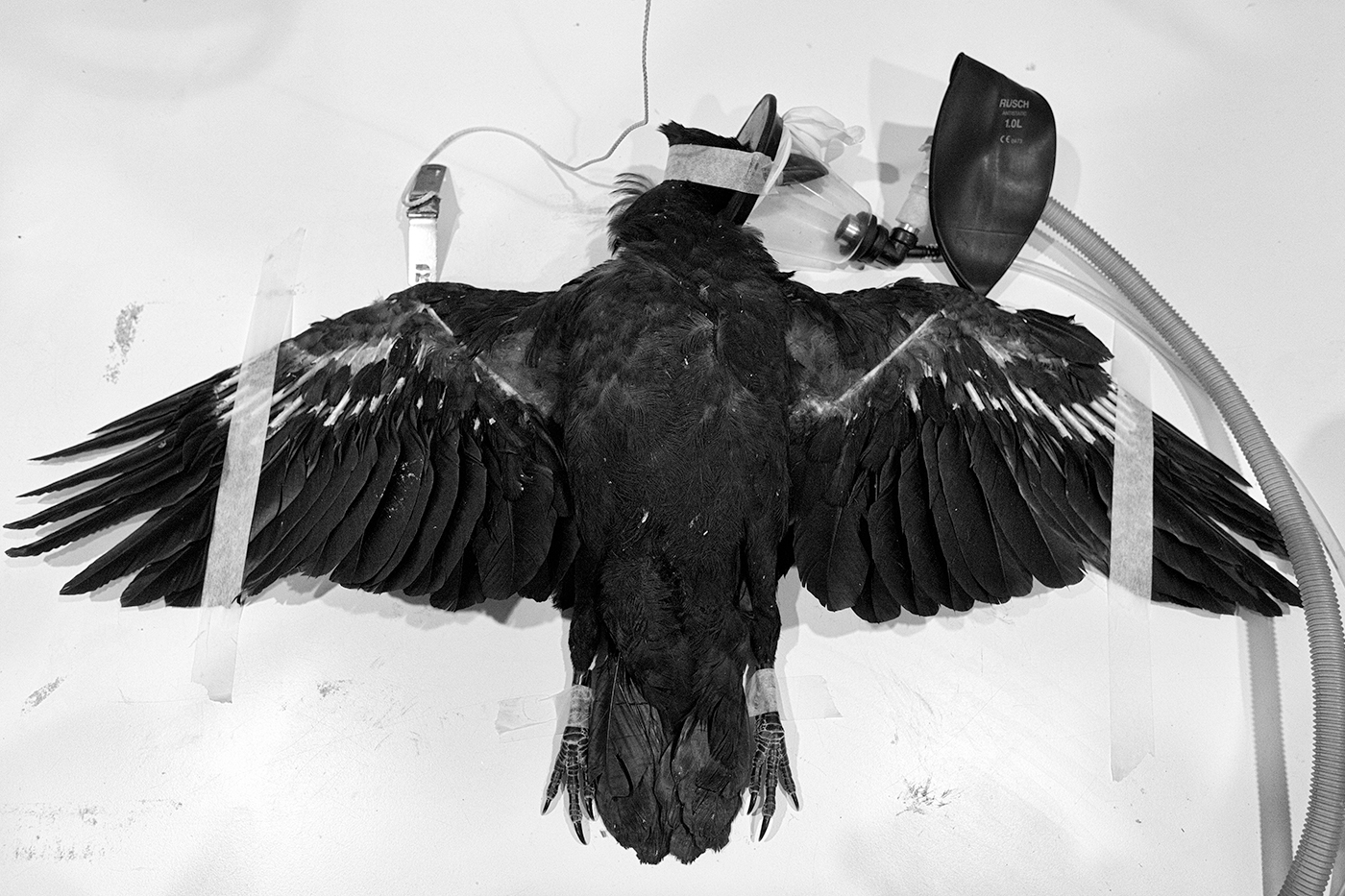 A crow taped to the x-ray platform at the Toronto Wildlife Centre